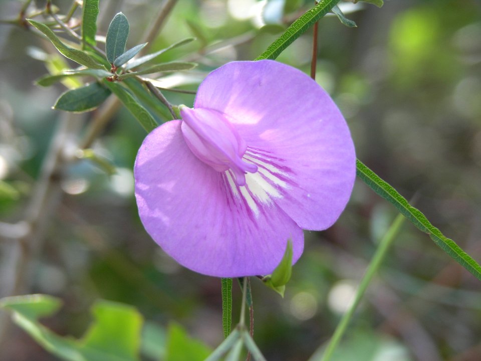 Butterfly Pea, NPSPhoto, S.Zenner.jpg