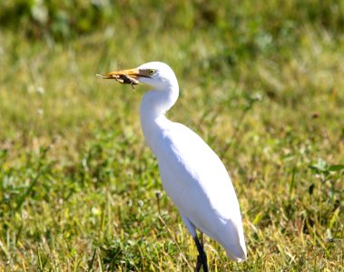 Egret photo