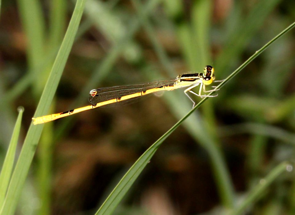 FORKTAIL, CITRINE (Ischnura hastada) (8-24-10) pena blanca lake, scc, az -01