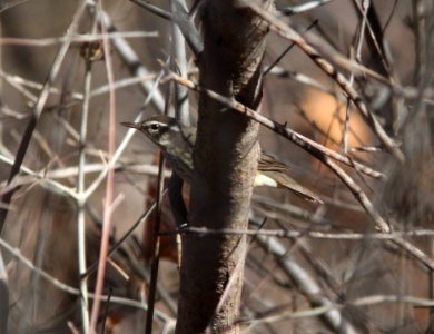 WATERTHRUSH, LOUISIANA (1-11-11) Sonoita Creeek, Patagonia Roadside Rest, scc, az -05