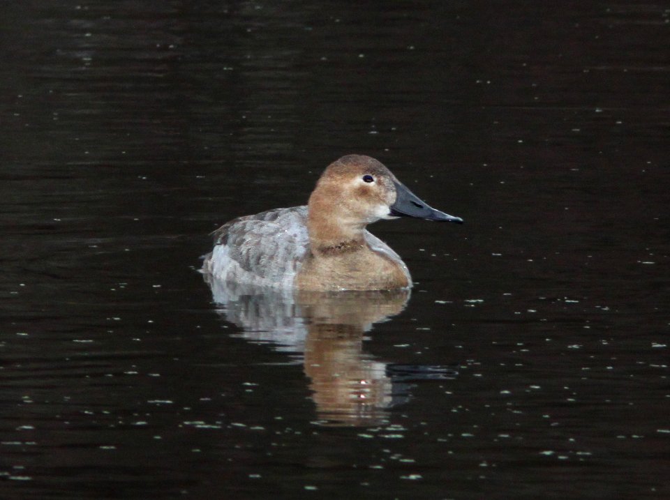 CANVASBACK (12-31-10) pena blanca lake, scc, az -01