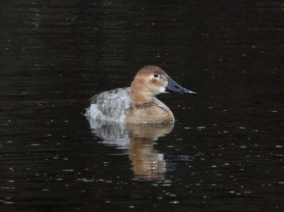 CANVASBACK (12-31-10) pena blanca lake, scc, az -01