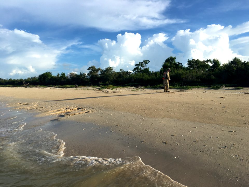 Sea Turtle Nest Survey in Florida Bay