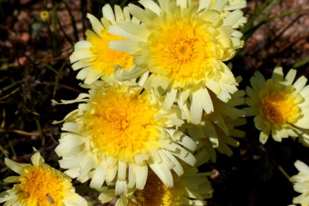 DESERT DANDELION (malacothrix califonica)  (4-23-10) carrizo -01