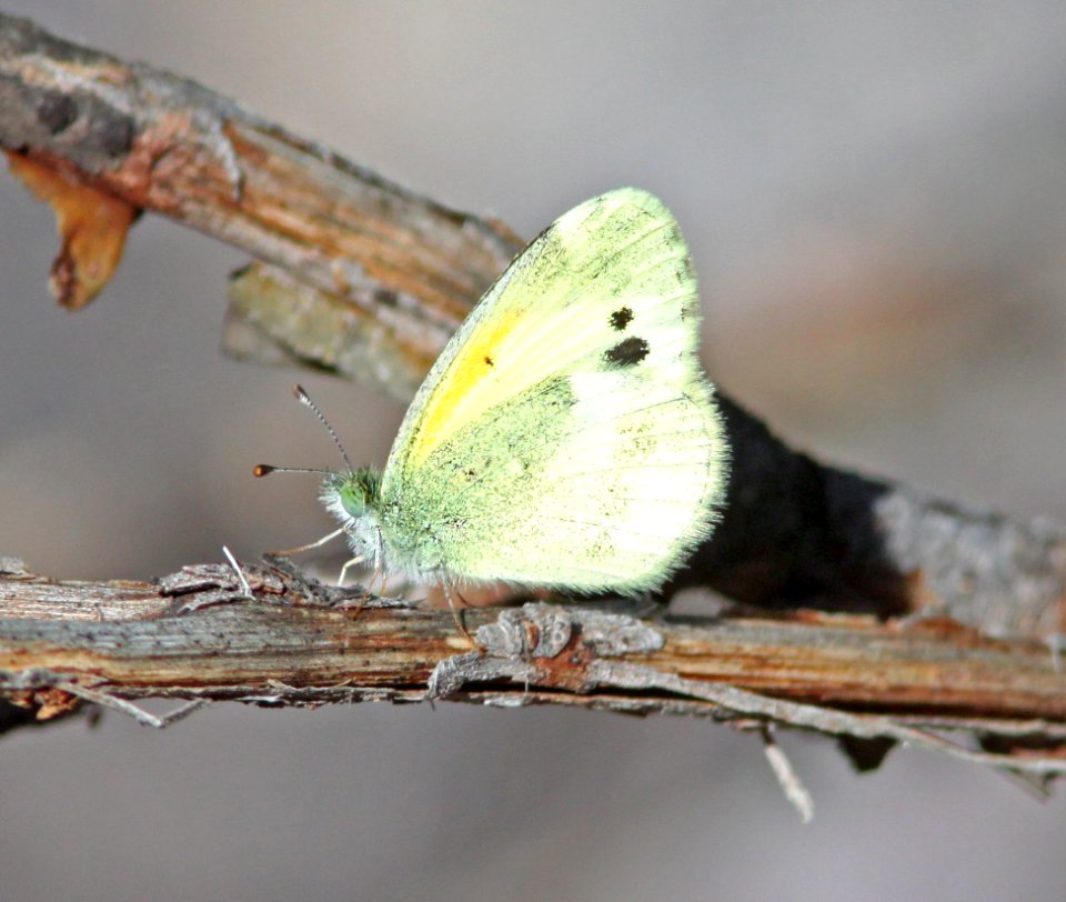 SULPHUR, DAINTY (Nathalis iole) (9-2-10) patagonia hills, scc, az -03