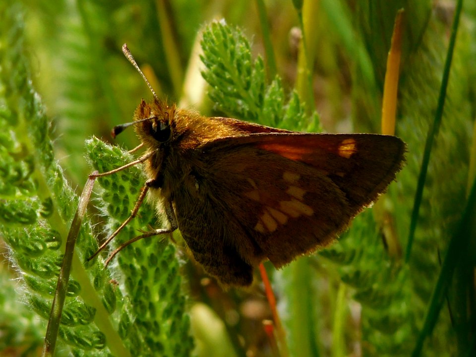 Mardon Skipper