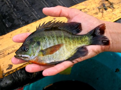 Blue Gill Sunfish, NPSPhoto, Larry Perez
