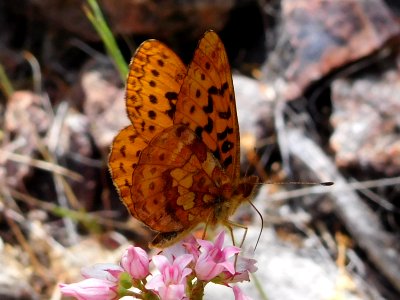 Western Meadow Fritillary, Bolaria epithore