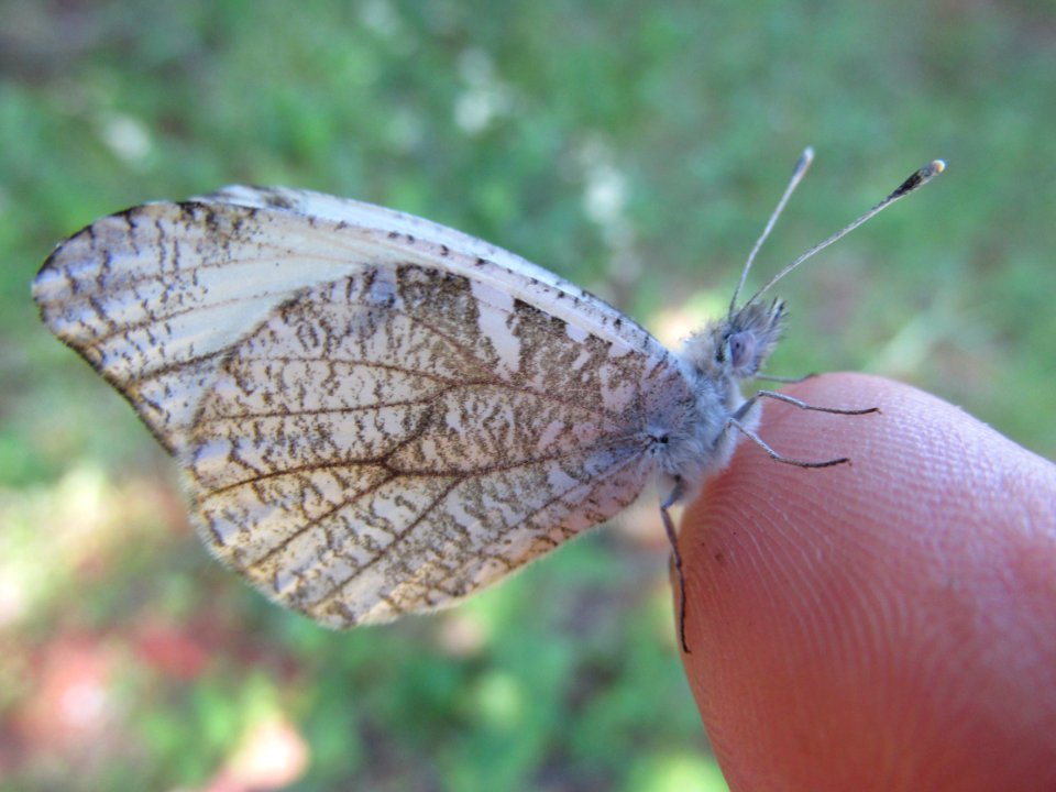 Gray Marble, Anthocharis lanceolata