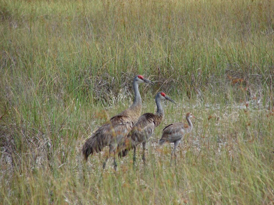 Sandhill Cranes, NPSPhoto