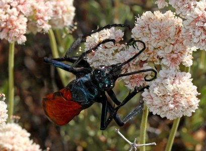 WASP, TARANTULA (pepsis grossa) (6-30-10) slo co, ca -01