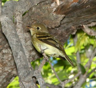 FLYCATCHER, third PACIFIC-SLOPE or CORDILLERAN (9-10-10) blue haven rd, patagonia, scc, az -02