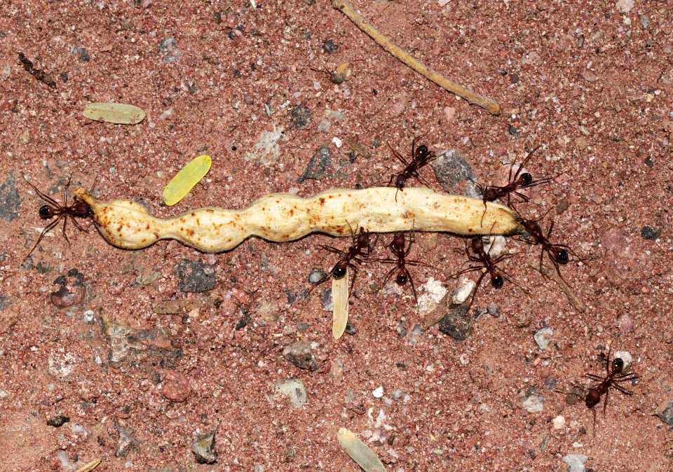 ANTS in cooperative effort to move 3 inch bean pod (8-24-10) pena blanca lake, scc, az -01