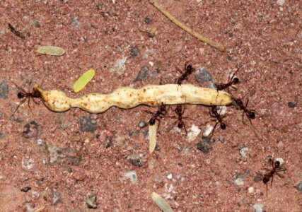 ANTS in cooperative effort to move 3 inch bean pod (8-24-10) pena blanca lake, scc, az -01