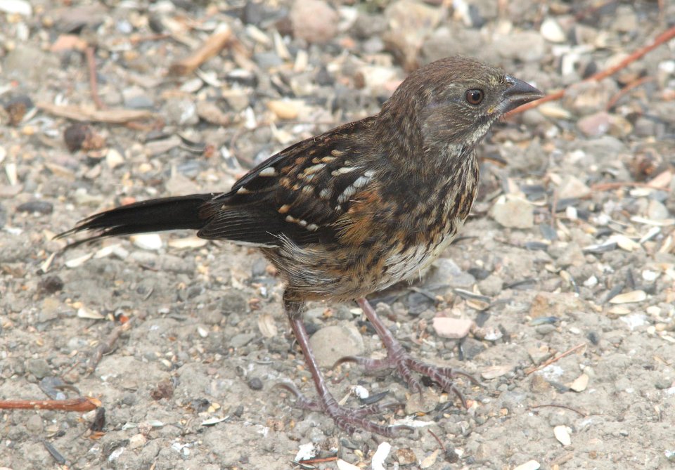 TOWHEE, SPOTTED (6-21-10) imm, canet rd, morro bay, slo co, ca -01