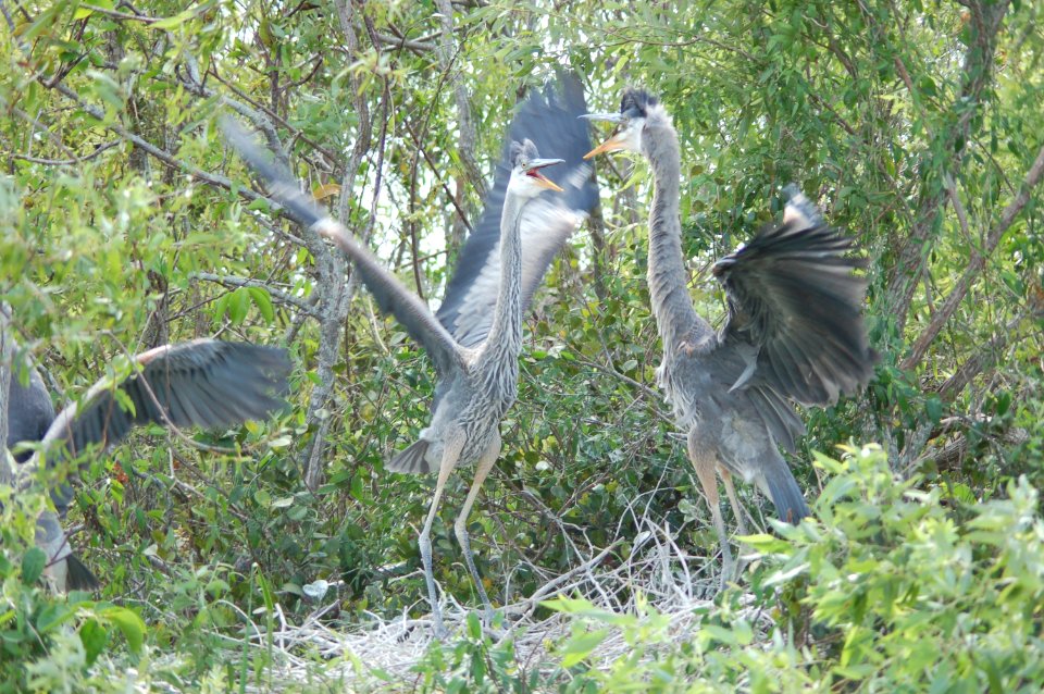 Great Blue Heron- Juveniles, NPSphotos.jpg