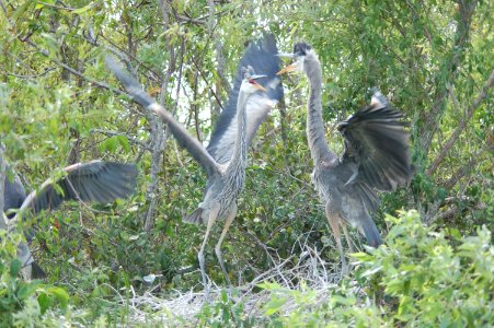 Great Blue Heron- Juveniles, NPSphotos.jpg
