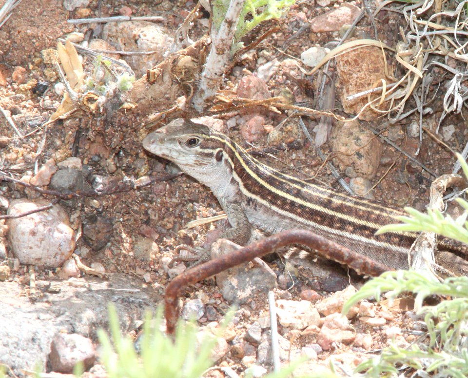 WHIPTAIL, SONORAN SPOTTED (Aspidoscelis sonorae) (7-22-10) yard, west of patagonia, az -02