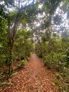 Gumbo Limbo Trail