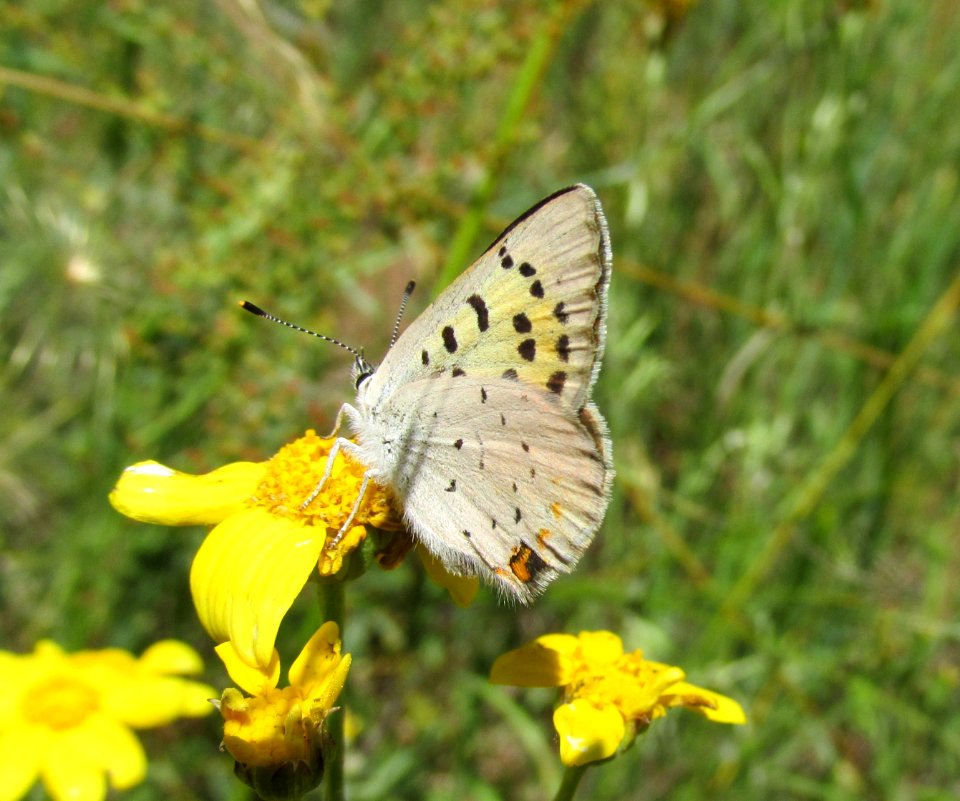 Purplish Copper, Lycaena helloides