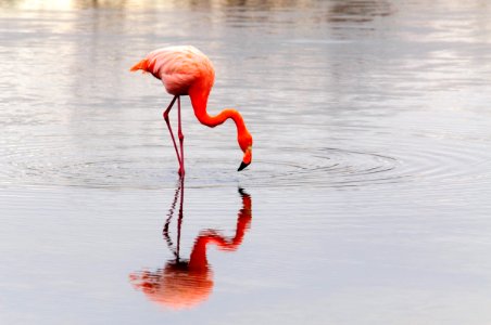 Flamingo photo