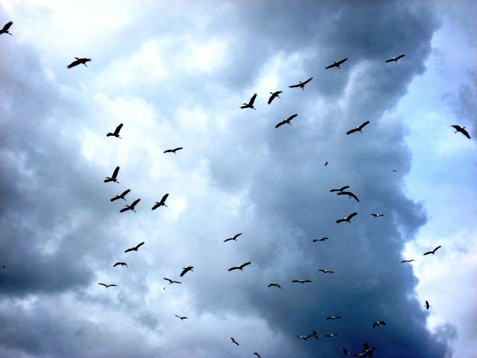 Wood Storks, NPSPhoto