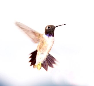HUMMINGBIRD, BLACK-CHINNED (8-1-10) male, yard, west of patagonia, scc, az -01