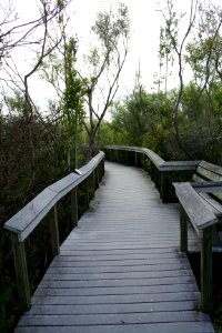 Bobcat boardwalk 5, NPSphoto
