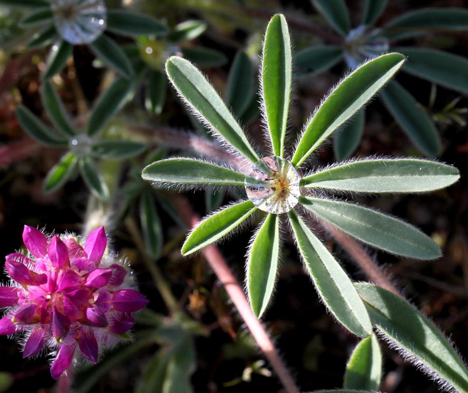 LUPINE, DOUGLAS'S (lupinus nanus) (4-22-10) carrizo plain nat mon -04
