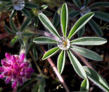 LUPINE, DOUGLAS'S (lupinus nanus) (4-22-10) carrizo plain nat mon -04