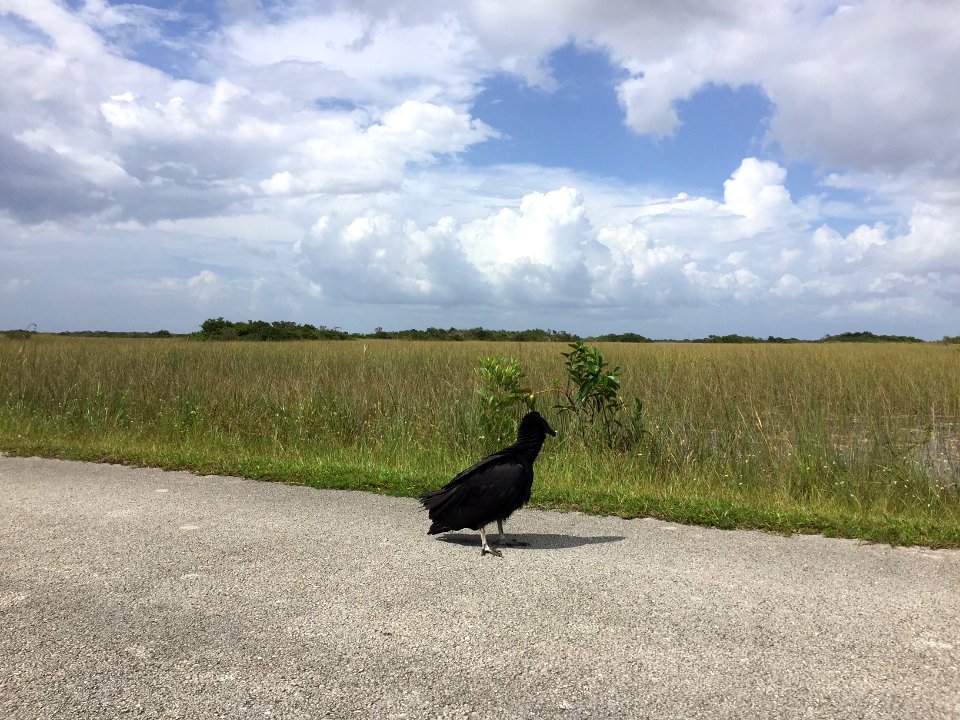 Black Vulture on Shark Valley Tram Road