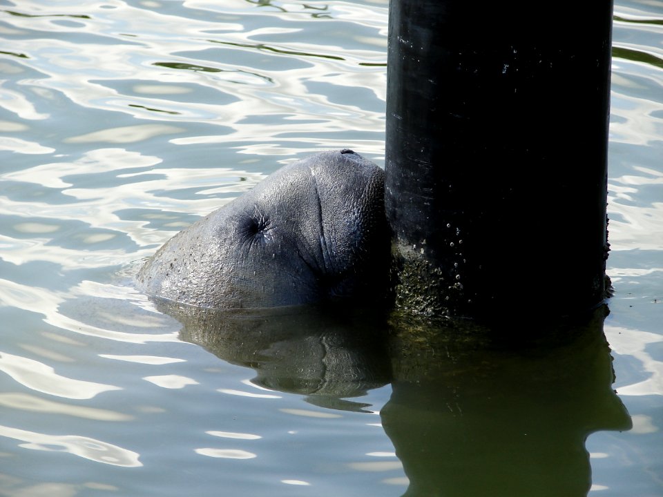Manatee Flamingo Marina (2), NPSPhoto, A.Danneker 2009