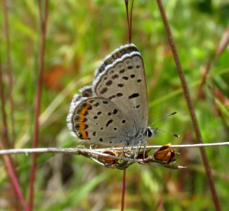 Acmon Blue