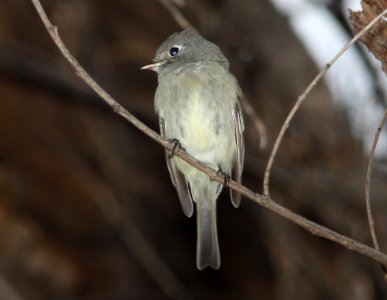 FLYCATCHER, HAMMOND'S (12-22-10) patagonia lake, scc, az -04