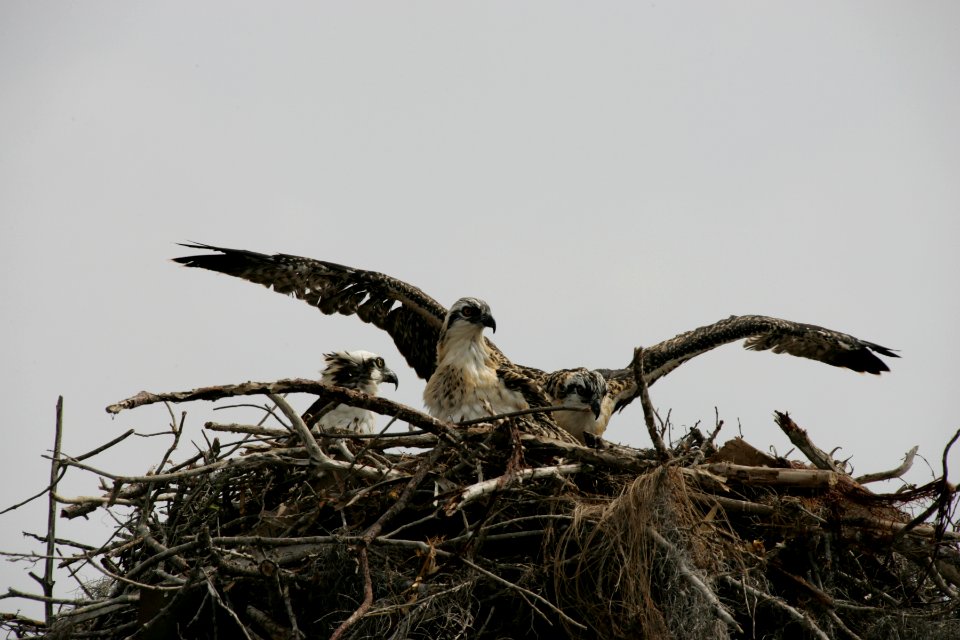 Osprey (9), NPSPhoto, R. Cammauf