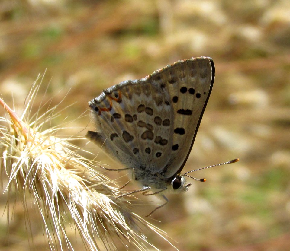 Edith's Copper, Lycaena editha