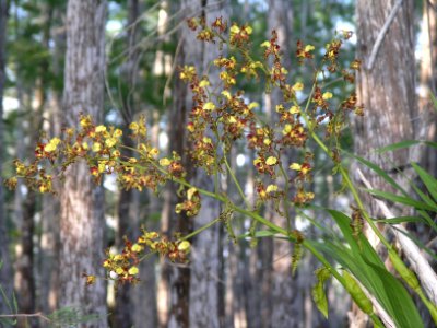 Cowhorn Orchid (1), NPSPhoto.jpg