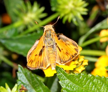 SKIPPER, FIERY (Hylephila phyleus) (8-27-10) patagonia, scc, az -02