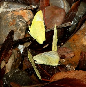 YELLOW, MEXICAN (Eurema mexicana) (9-1-10) french joe cyn, whetstone mts, az -01