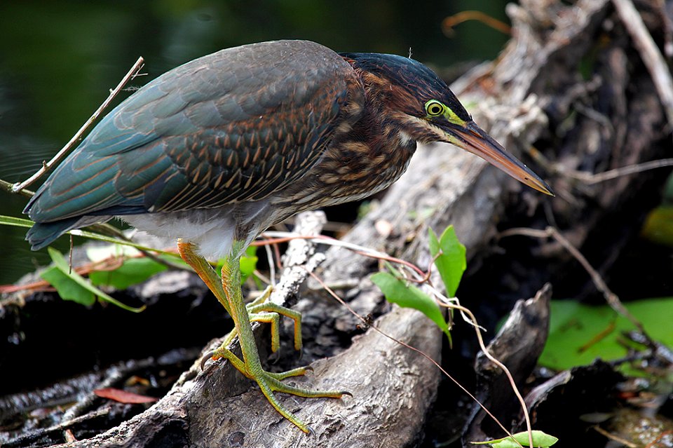 Green Heron photo