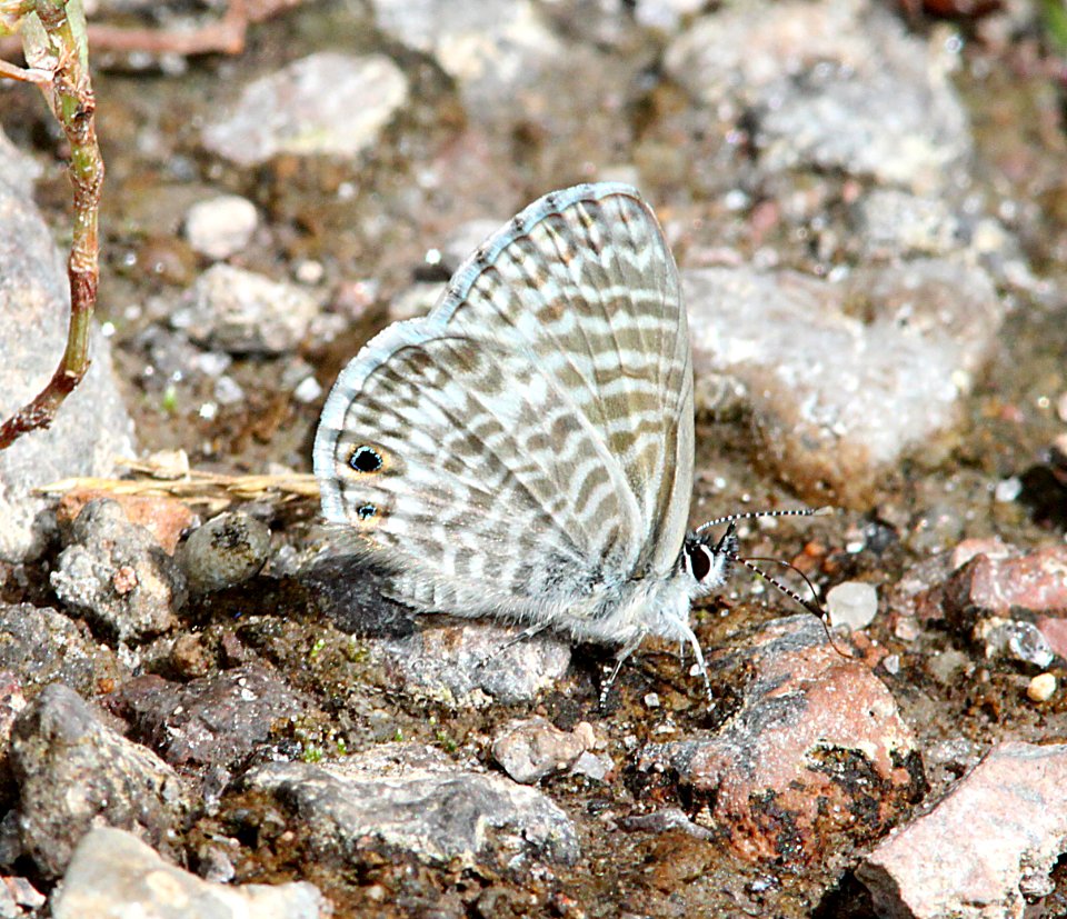 BLUE, MARINE (Leptotes marina) (8-15-10) los alamos, nm -01