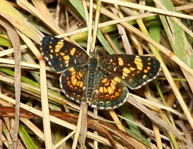 CRESCENT, PAINTED (Phycoides picta) (8-15-10) los alamos, nm -02