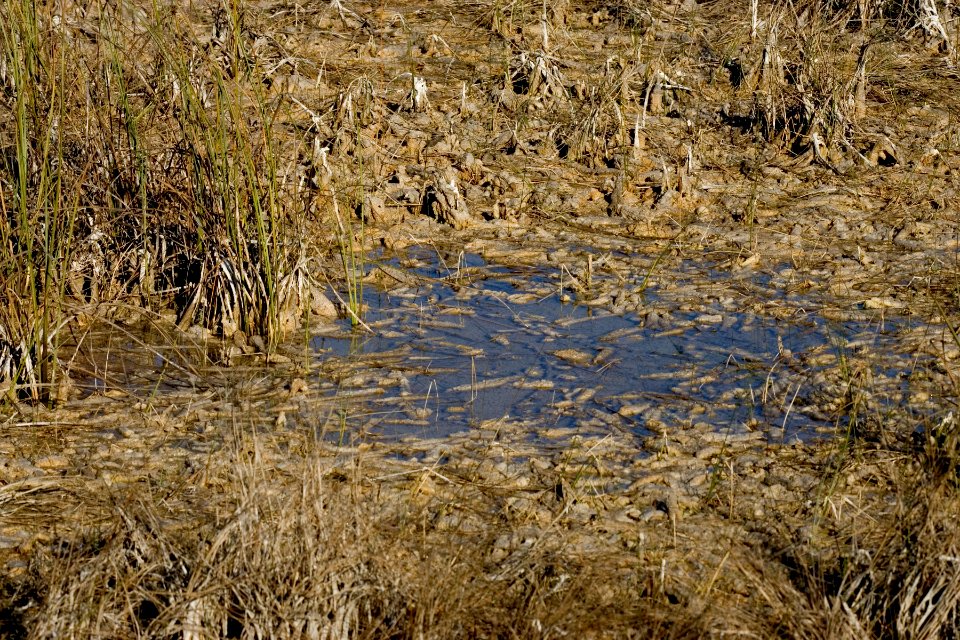 Periphyton displaced, NPSPhoto, R. Cammauf