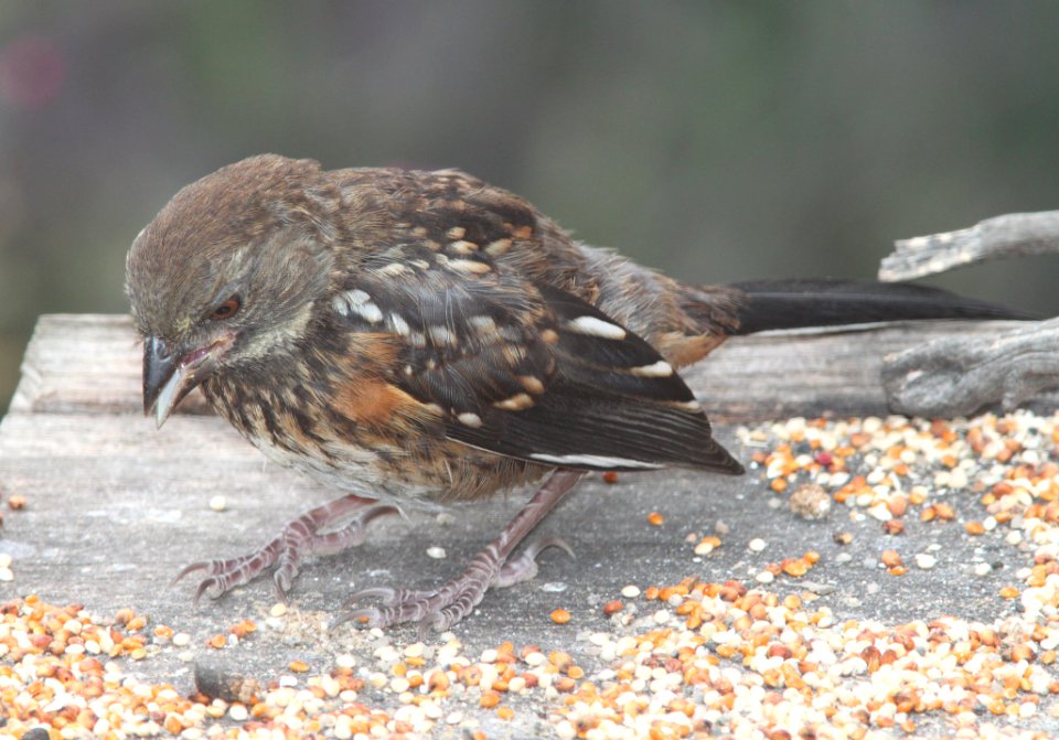 TOWHEE, SPOTTED (6-21-10) juv, canet rd, morro bay, slo co, ca -02