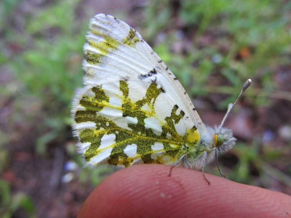 Large Marble, Euchloe ausonides