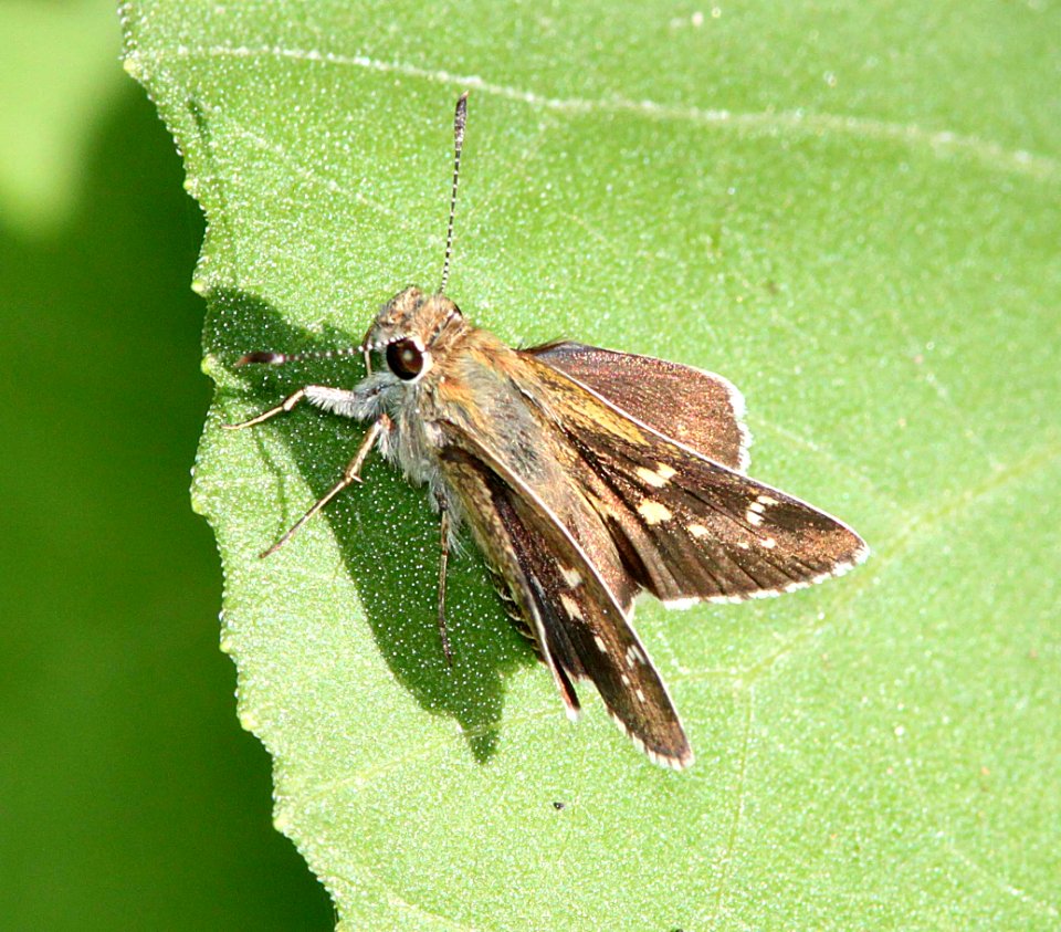 ROADSIDE-SKIPPER, TOLTEC (Amblyscirtes tolteca) (8-27-10) pat lake state park, scc, az -01