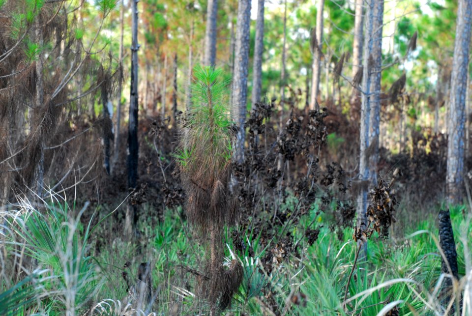 Pinelands after a prescribed fire (26), NPSPhoto