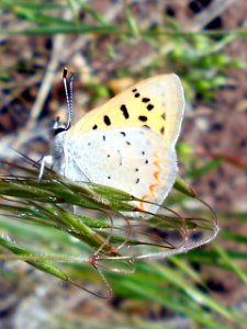 Purplish Copper, Lycaena helloides