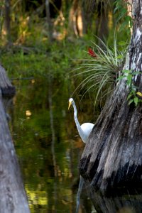 Great Egret (3), NPSPhoto, R. Cammauf (1)