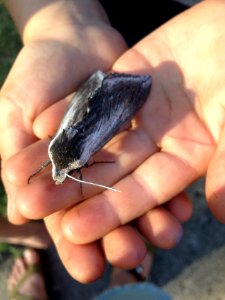 Sequoia sphinx moth